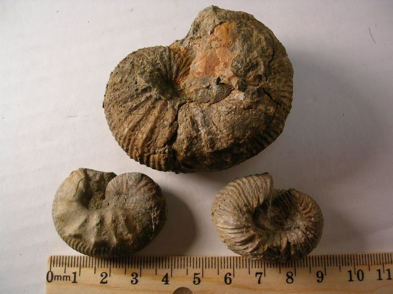 Coniacian scaphites