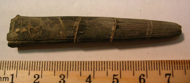 Belemnite