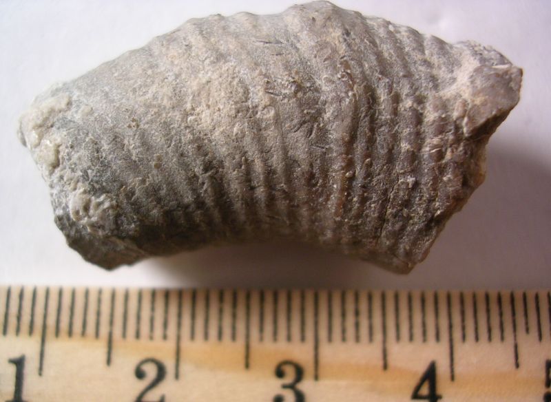 Allocrioceras