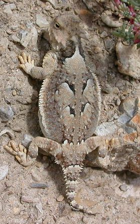 Desert Horned