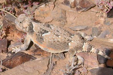 Desert horned