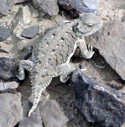 short horned