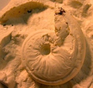 Latex cast of Eumorphoceras