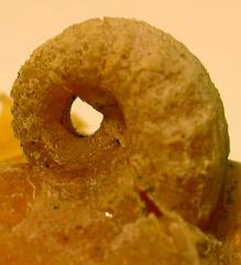 Tylonautilus lateral