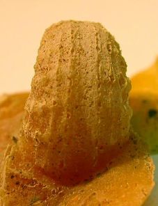 Tylonautilus ventral